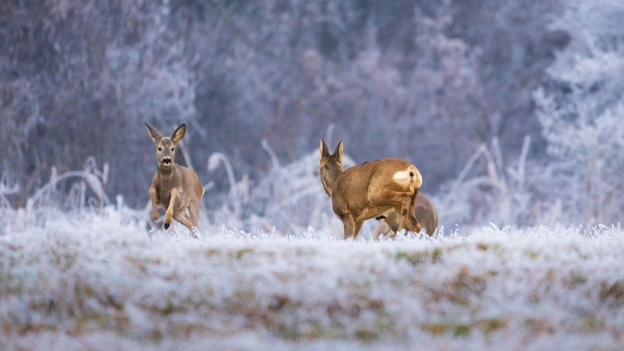 Heute.at - Horrornacht: Rehe springen wegen Böller vors Auto