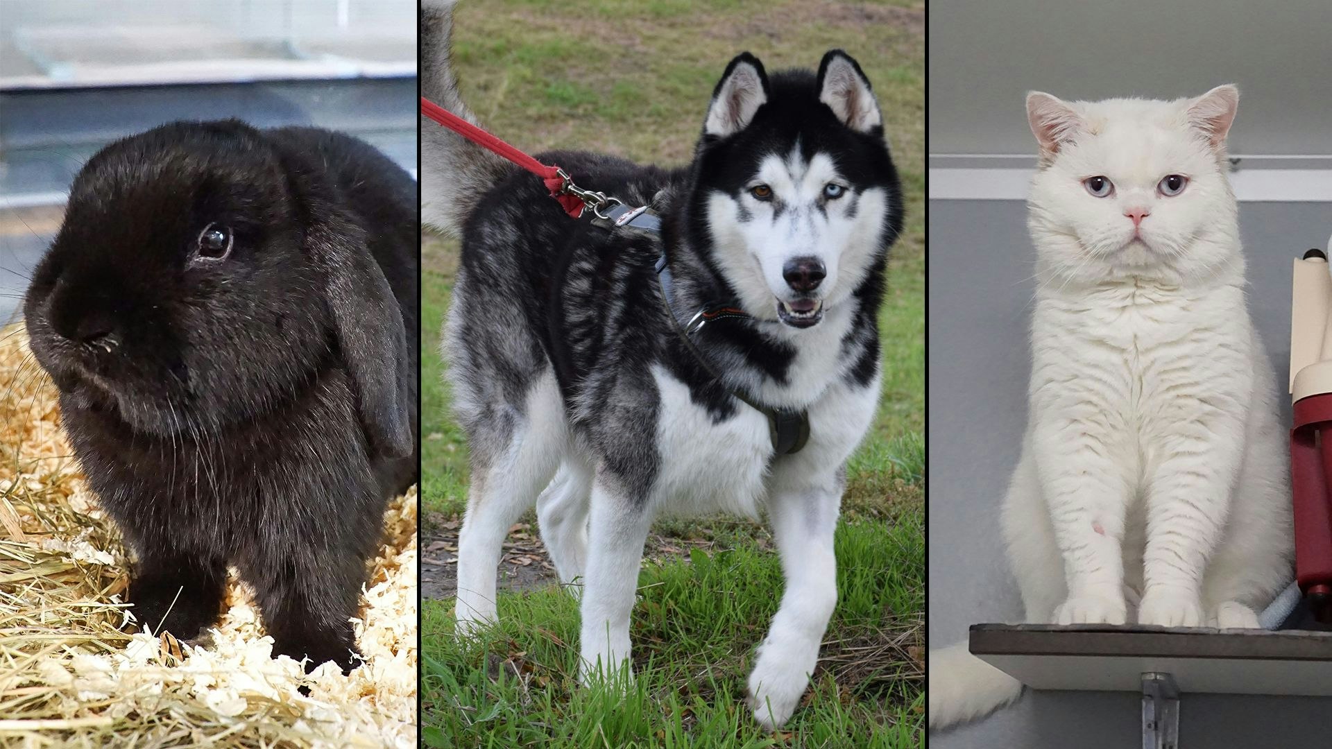 Heute.at - Die letzten Schätze vor dem Jahreswechsel