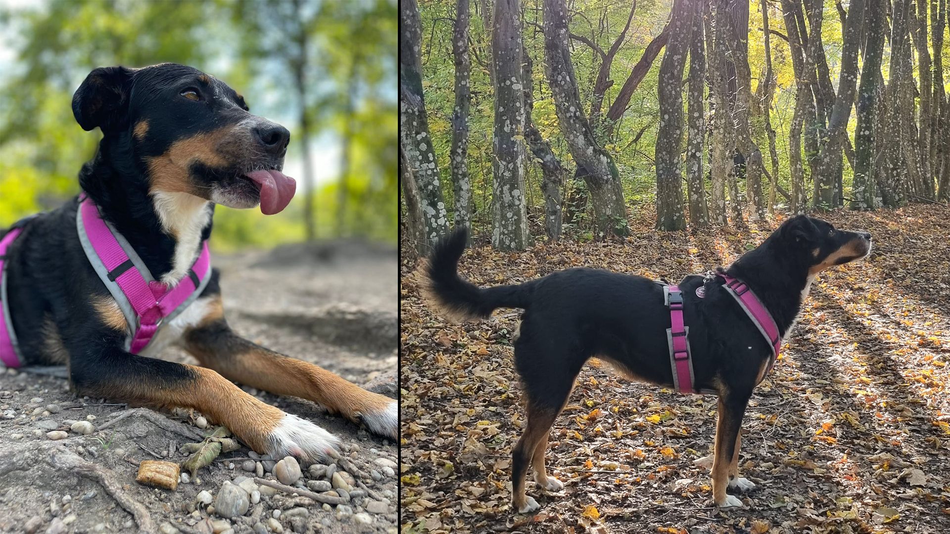 Heute.at - Tick Tack! Mimi muss vor Silvester gefunden werden