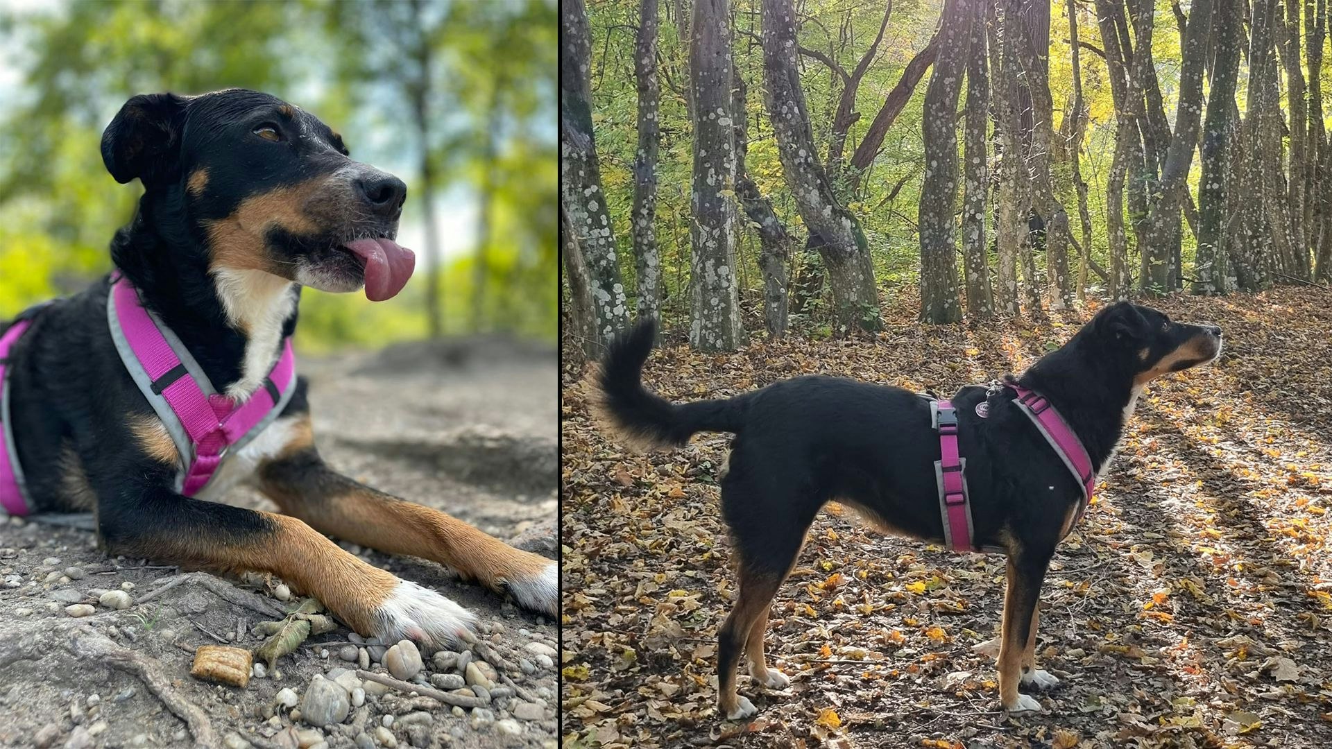 Heute.at - Tick Tack! Mimi muss vor Silvester gefunden werden