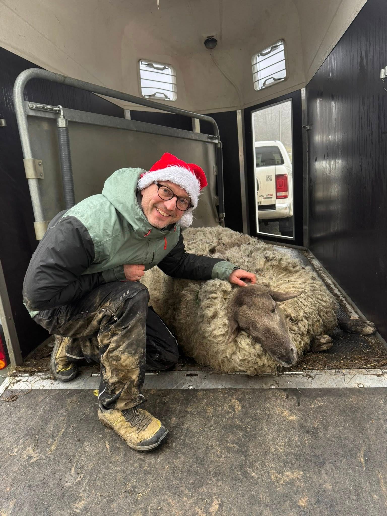 Heute.at - 25 Kilo Wolle! Rudolph kann jetzt wieder atmen