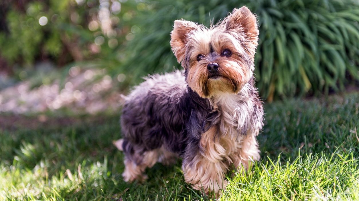 Heute.at - Brutale Hunde-Attacke – zwei Yorkshire Terrier tot