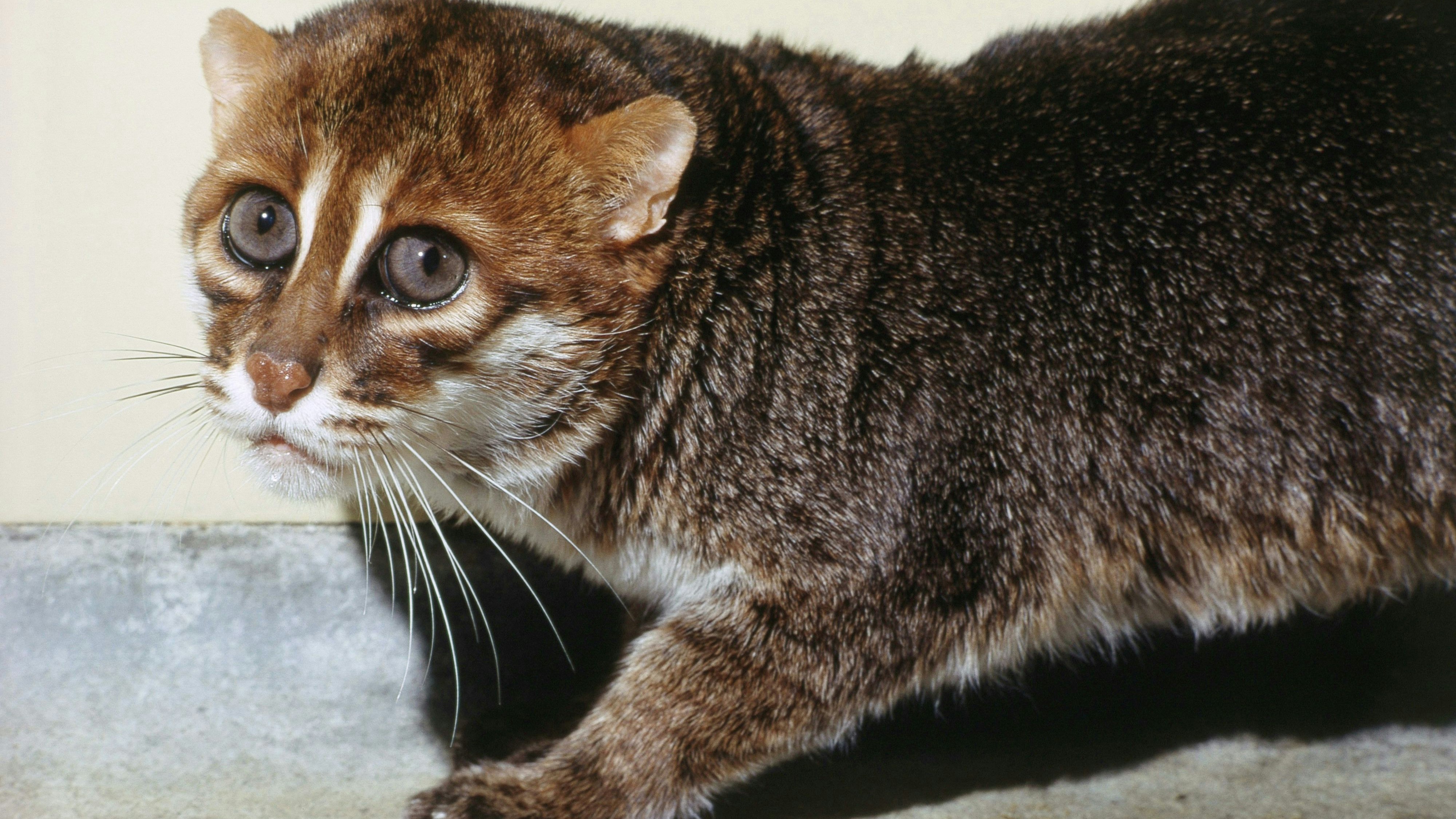 Die Flachkopfkatze bekommt maximal zwei Kilogramm und erinnert optisch an einen Mix zwischen Hauskatze und Marder. 