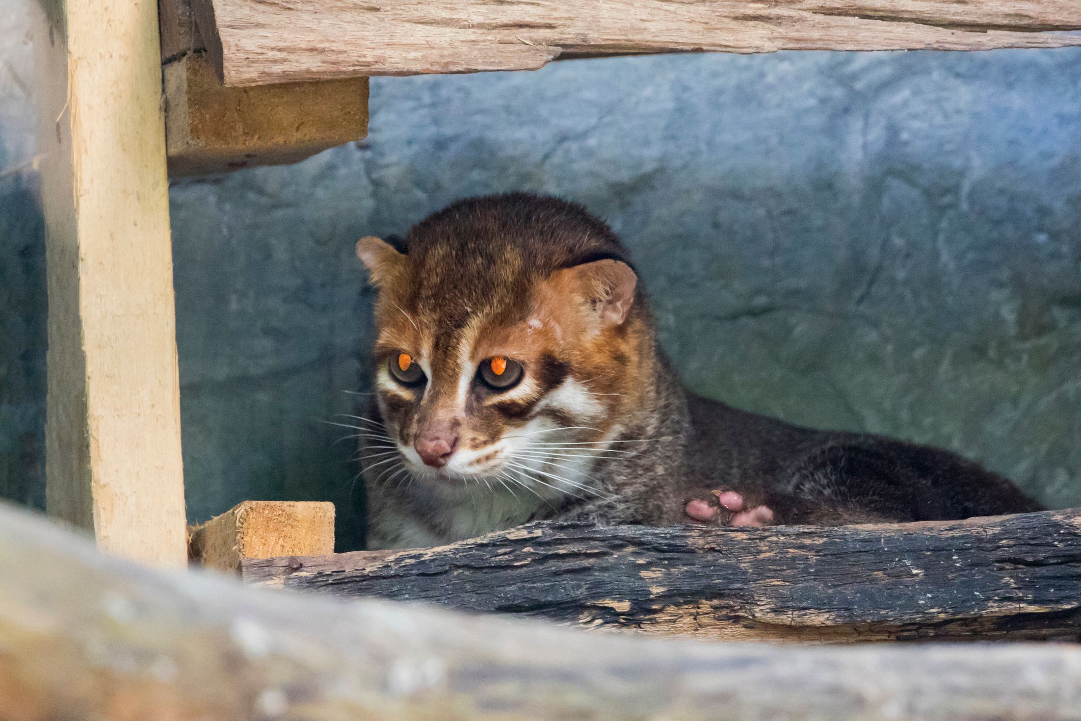 Heute.at - Ausgestorbenes Tier tappt in Kamerafalle