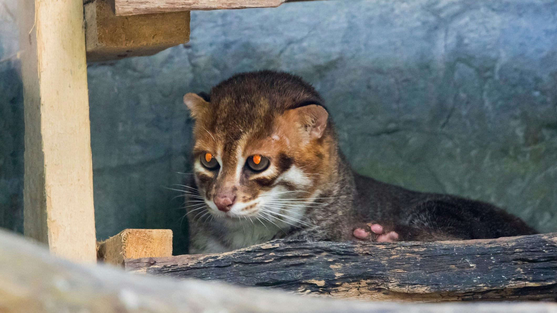 Heute.at - Ausgestorbenes Tier tappt in Kamerafalle