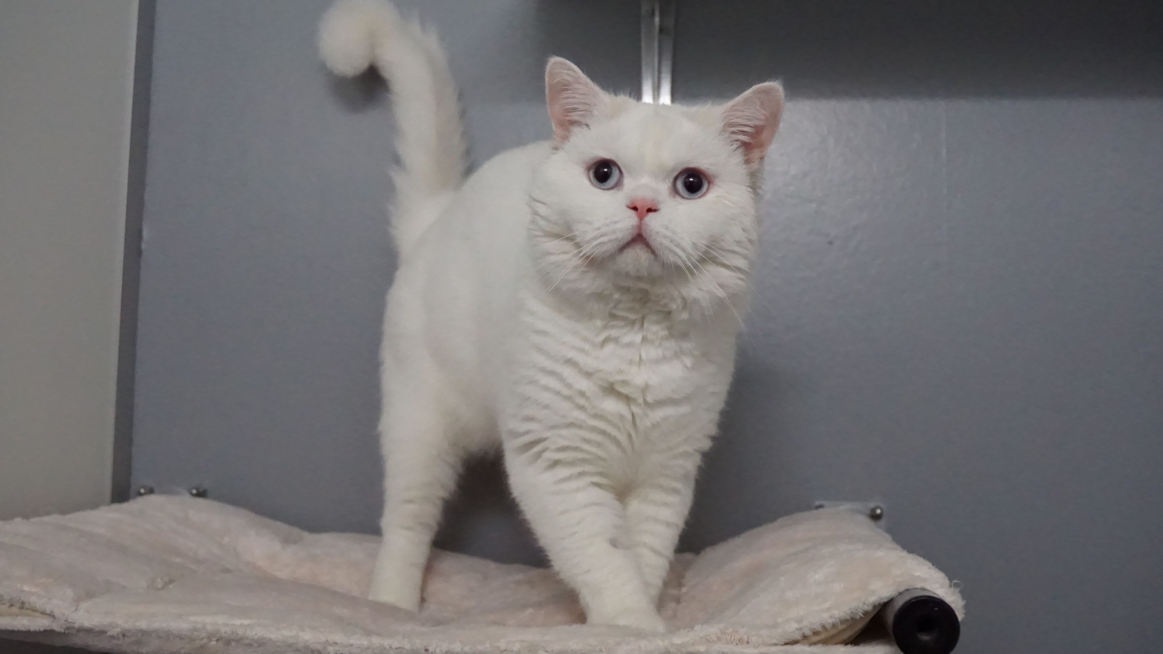 Der hübsche Kater ist zu Beginn richtig schüchtern und braucht ein Zuhause mit viel Geduld und Verständnis. 