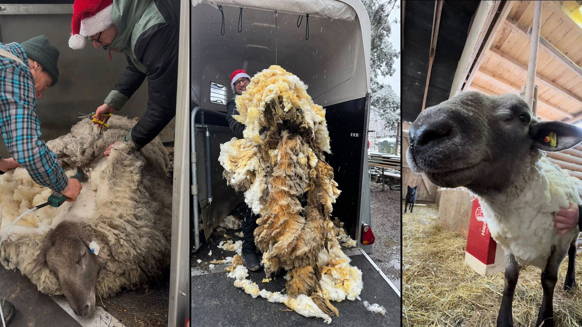 Zwei Tage vor Weihnachten kam "Rudolpf" auf den Gnadenhof. Jetzt wirkt er richtig glücklich. 