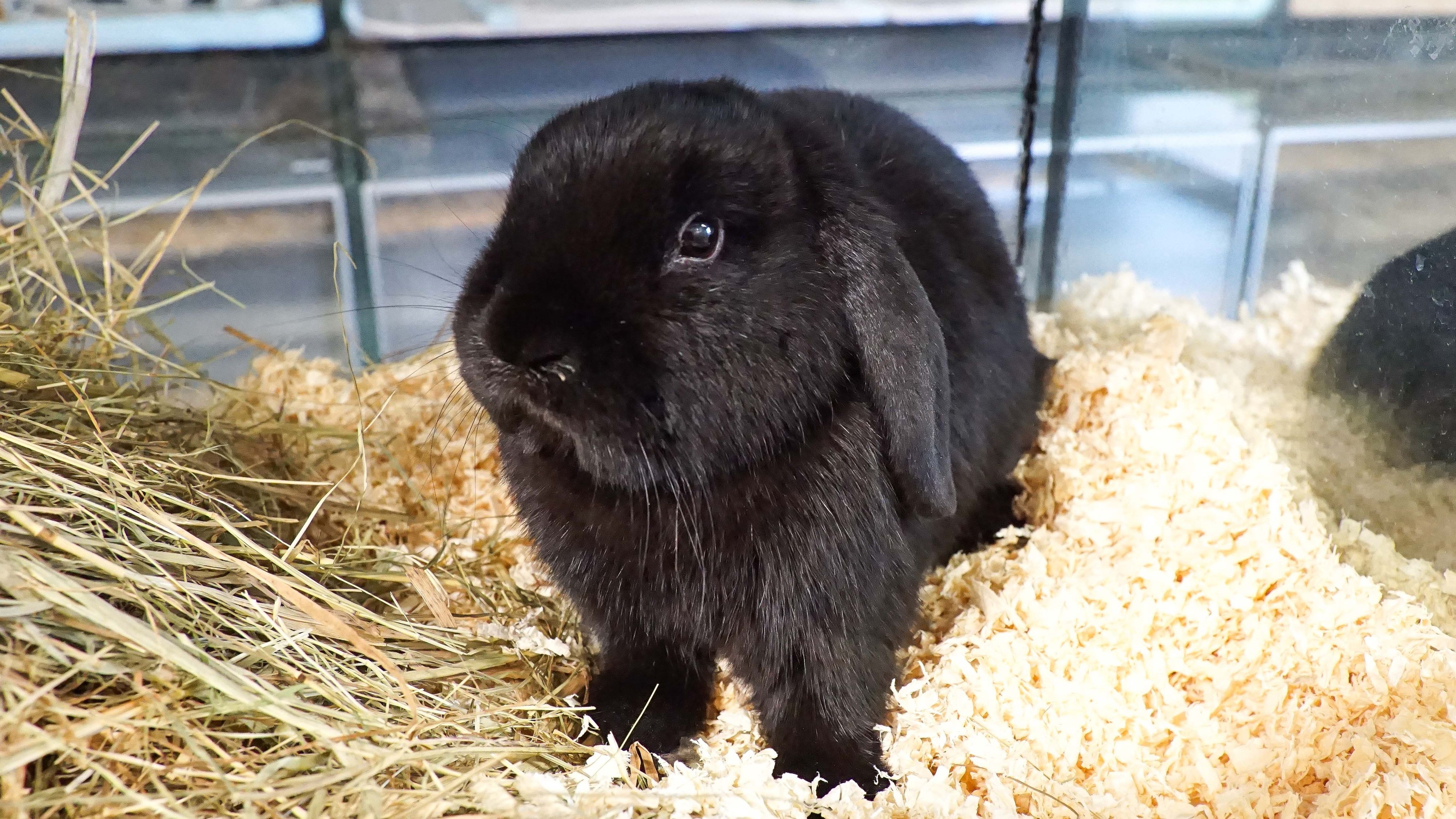 Kaninchen "Blackfoot" würde gerne mit lieben Artgenossen in einem schönen Zuhause artgerecht gehalten werden. 