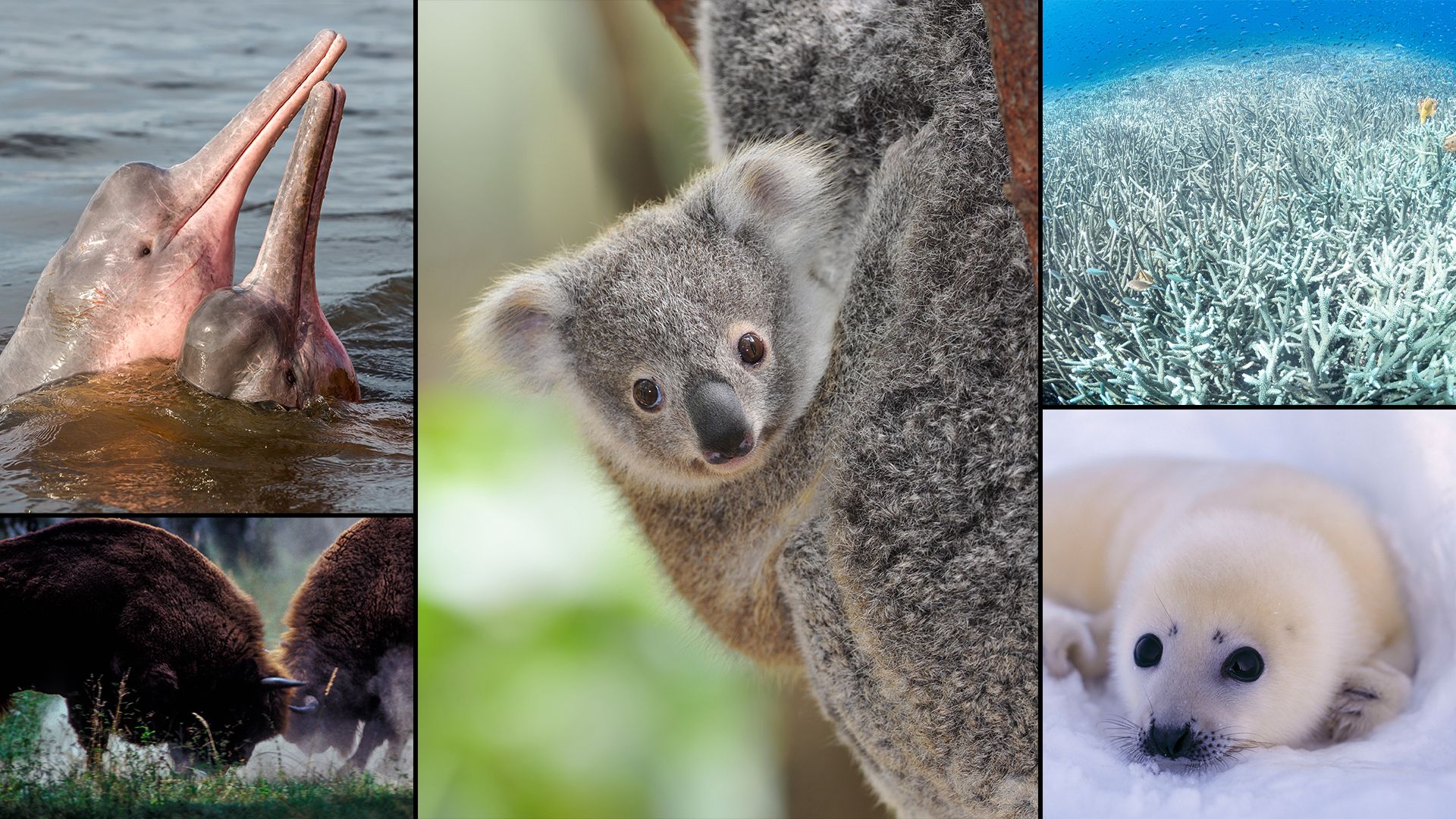 Auch im (gleich) vergangenen Jahr gab es Gewinner und Verlierer im Tierreich. 
