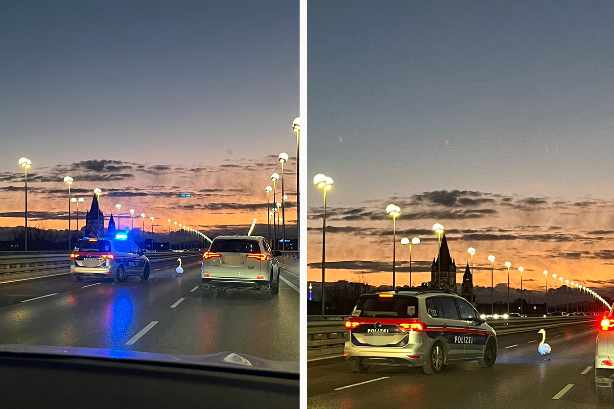 Heute.at - Tierischer Notfall: Schwan von Reichsbrücke geborgen