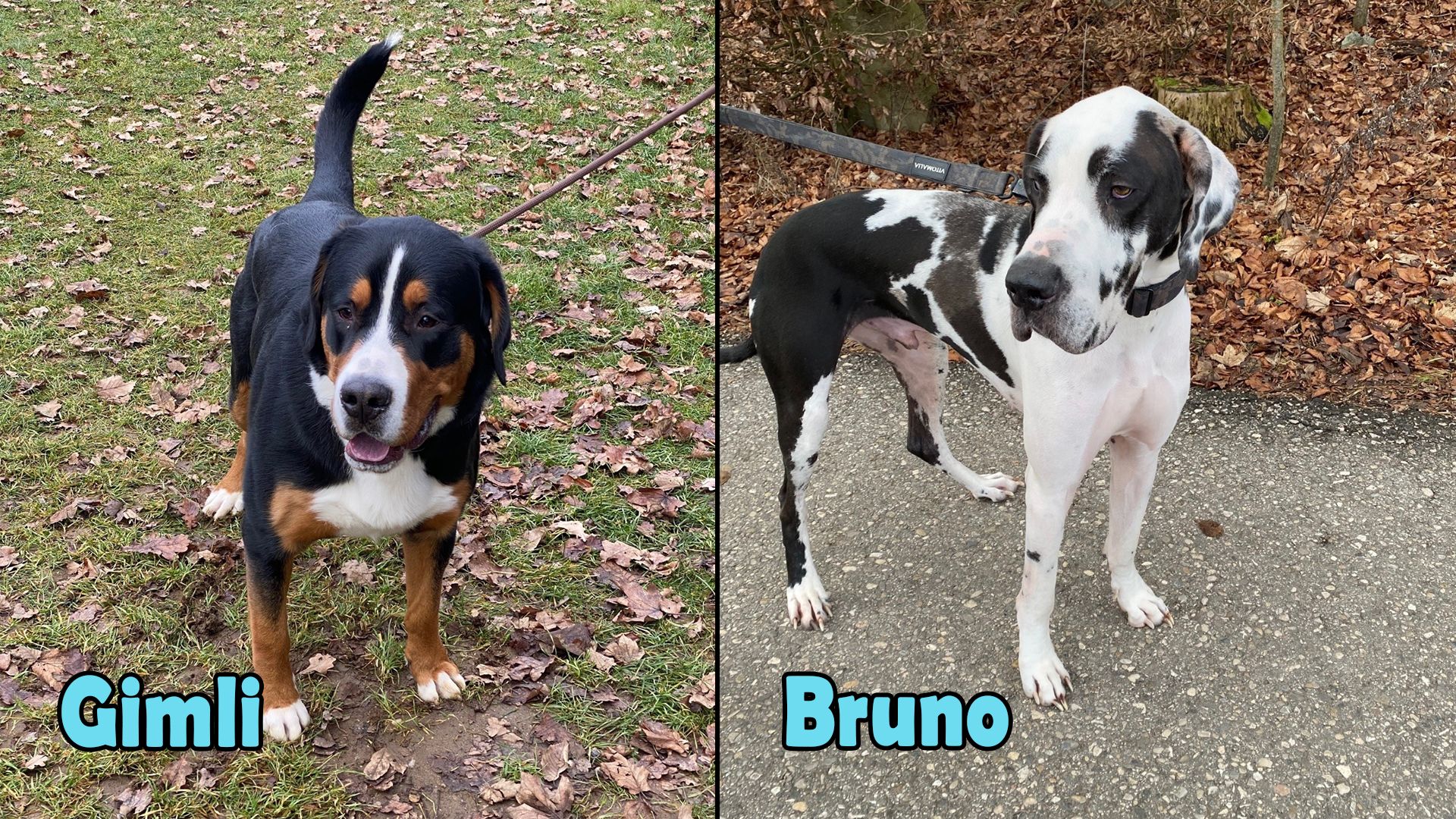 Heute.at - TIKO Kärnten: Wir finden bei 'Gimli' keinen Fehler