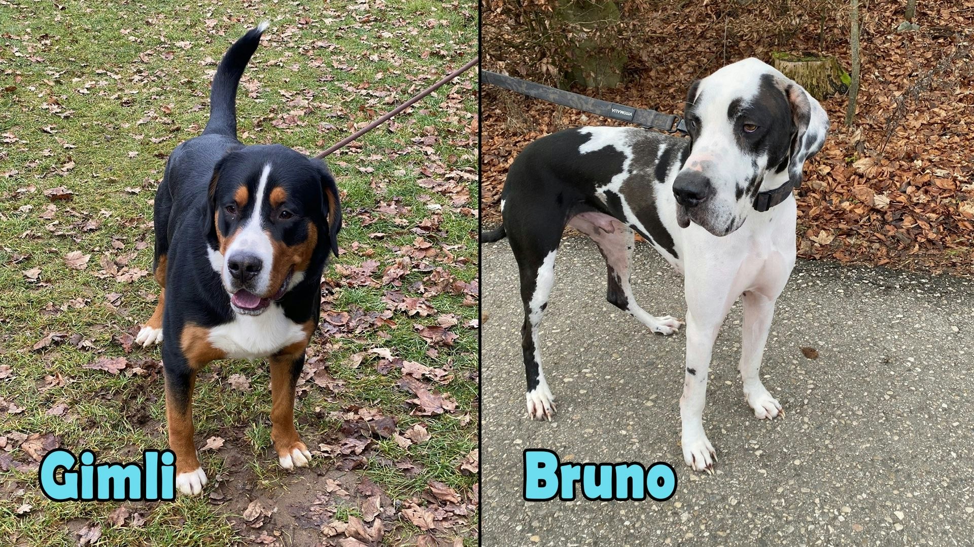 Heute.at - TIKO Kärnten: Wir finden bei 'Gimli' keinen Fehler