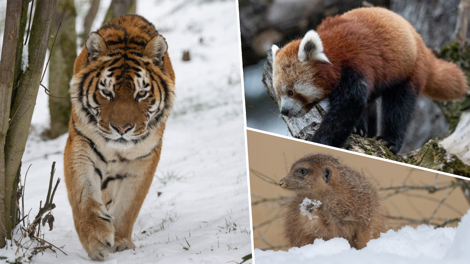 Heute.at - Coole Tiere – diese Vierbeiner trotzen Minusgraden
