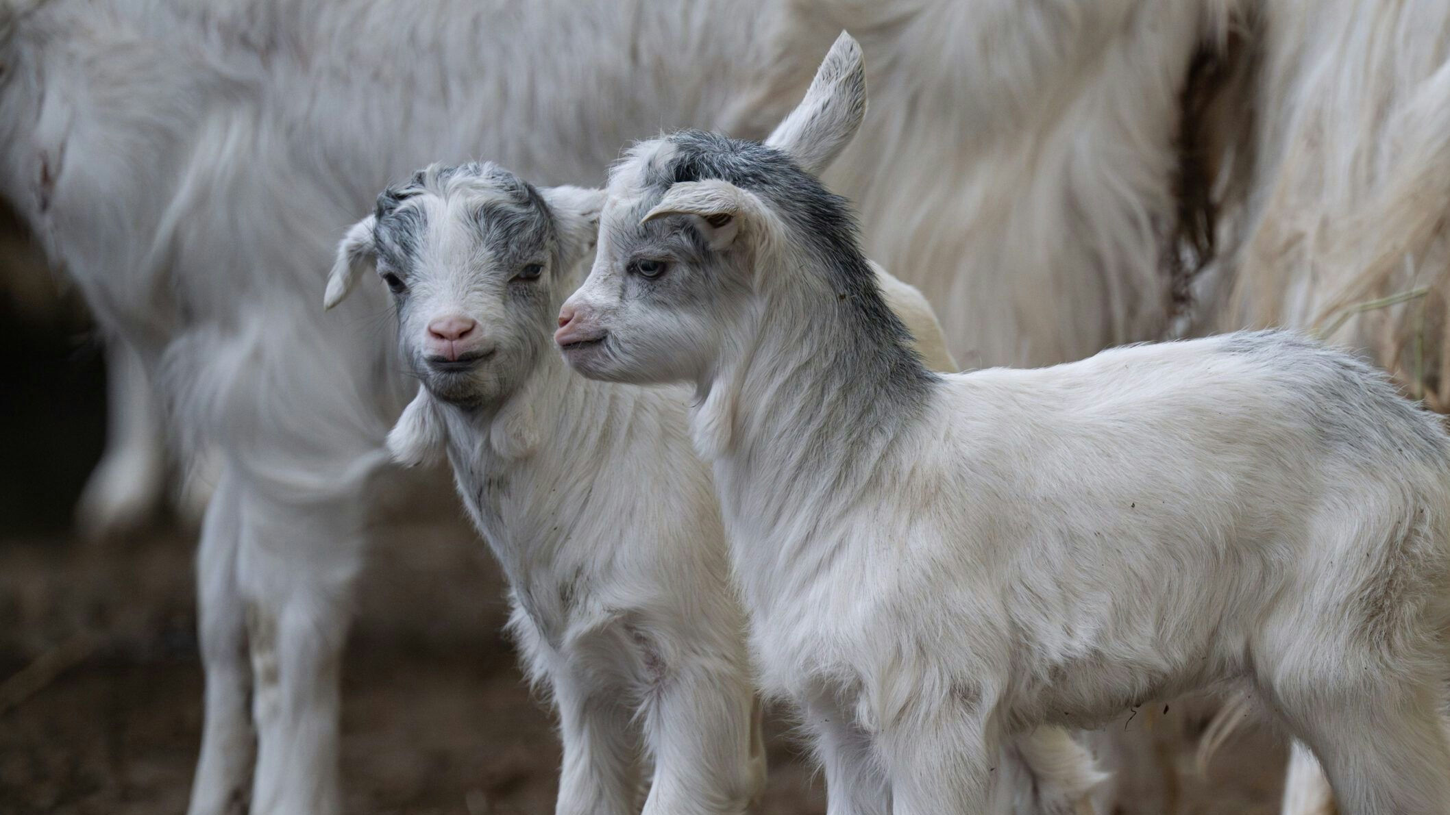 Der süße Weihnachtsnachwuchs springt schon munter im Streichelzoo herum.