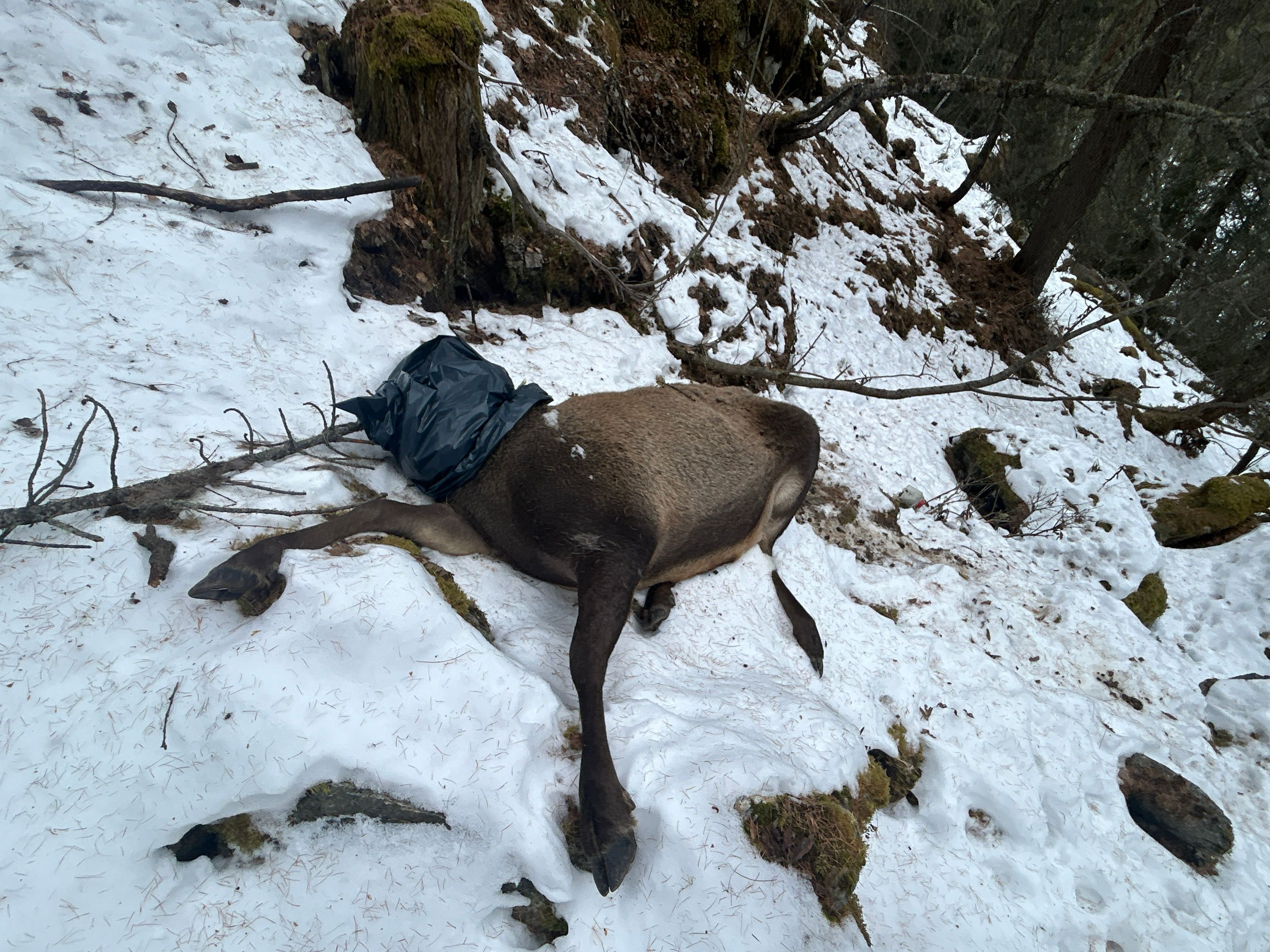 Heute.at - Grausiger Fund – Kopfloser Hirsch lag neben Straße