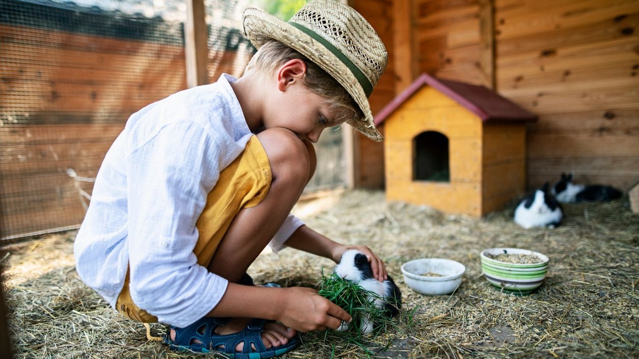 Heute.at - So lange darfst du deine Kaninchen alleine lassen
