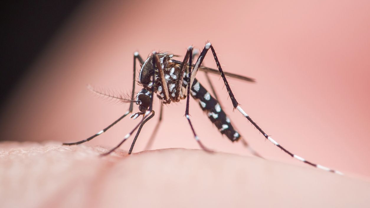 Heute.at - Tigermücke in Österreich immer gefährlicher