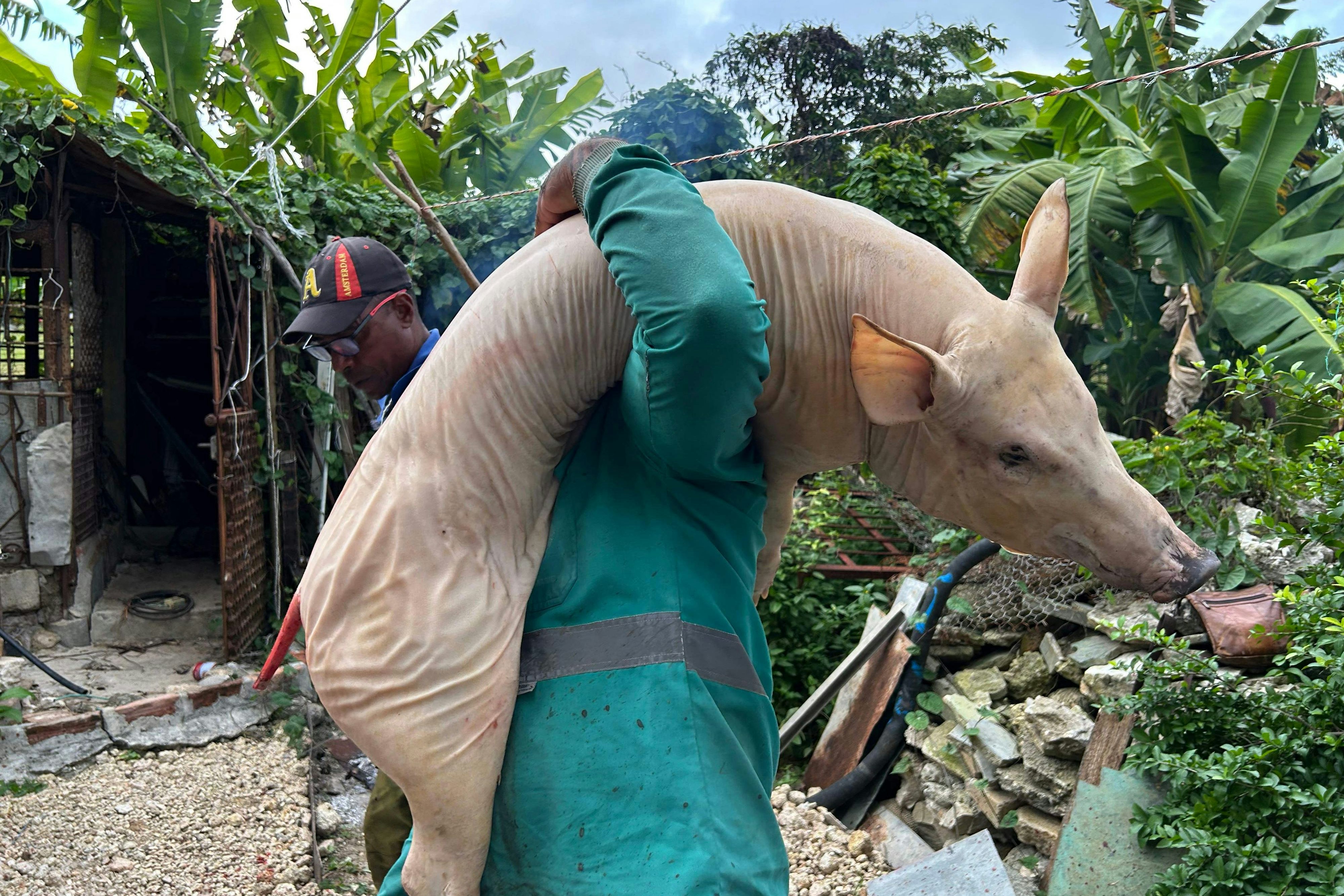 Spanferkelessen ist eine Neujahrstradition auf Kuba und unter Exil-Kubanern