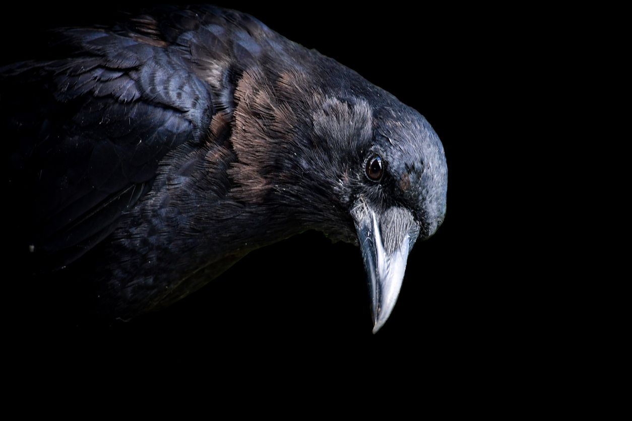 Heute.at - Deshalb halten Krähen Beerdigungen ab