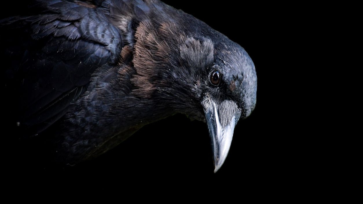 Heute.at - Deshalb halten Krähen Beerdigungen ab