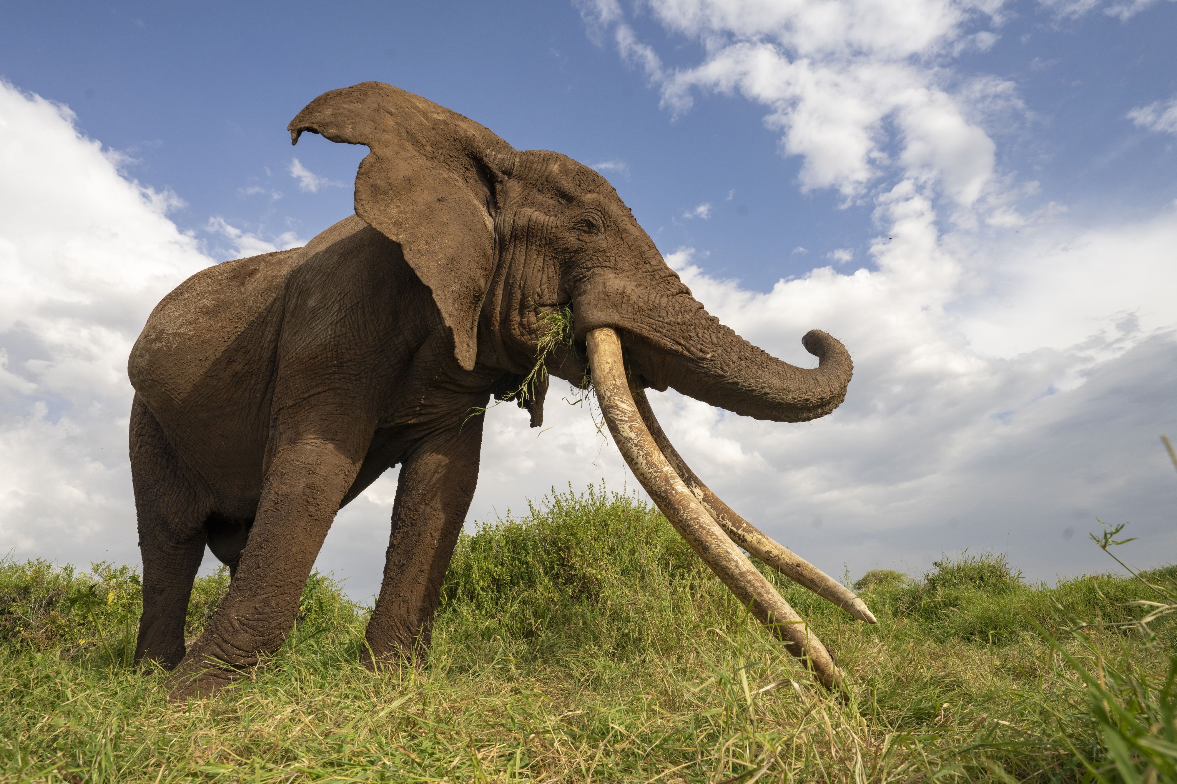 Heute.at - Elefantenbulle mit den längsten Stoßzähnen ist tot