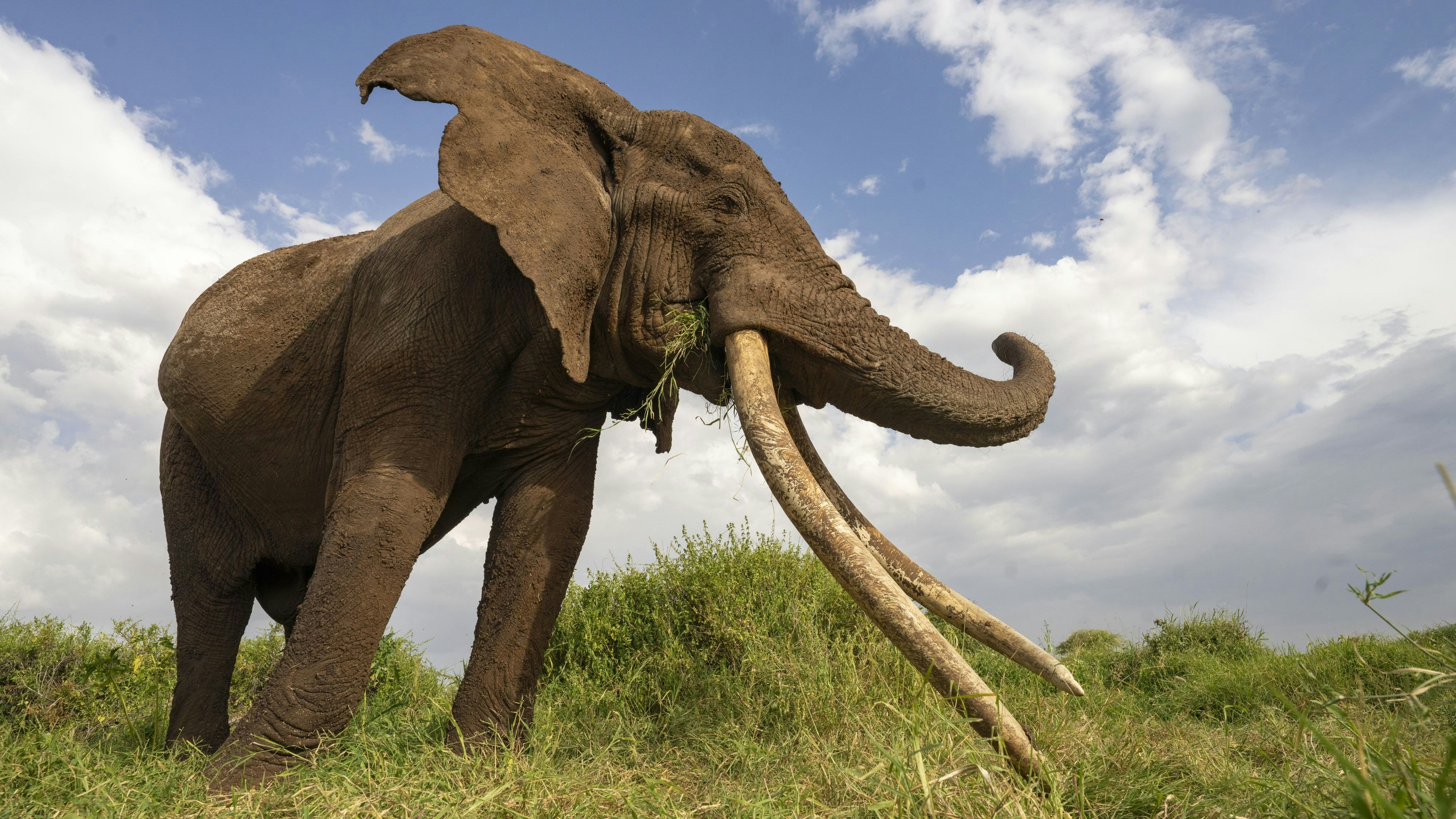 Heute.at - Elefantenbulle mit den längsten Stoßzähnen ist tot