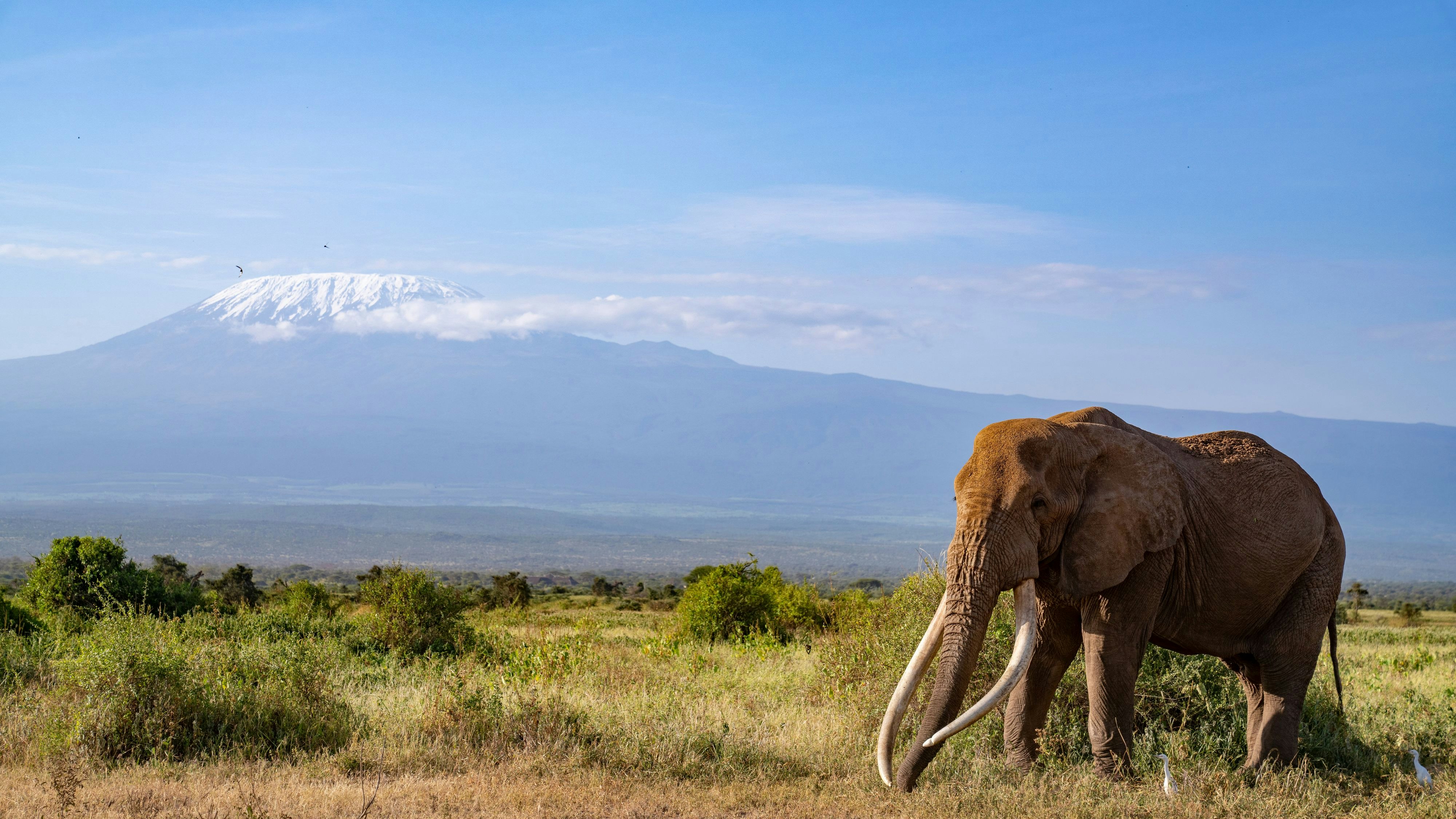 Den Elefantenbullen "Craig" erkannte man schon aus großer Distanz durch seine Stoßzähne. 