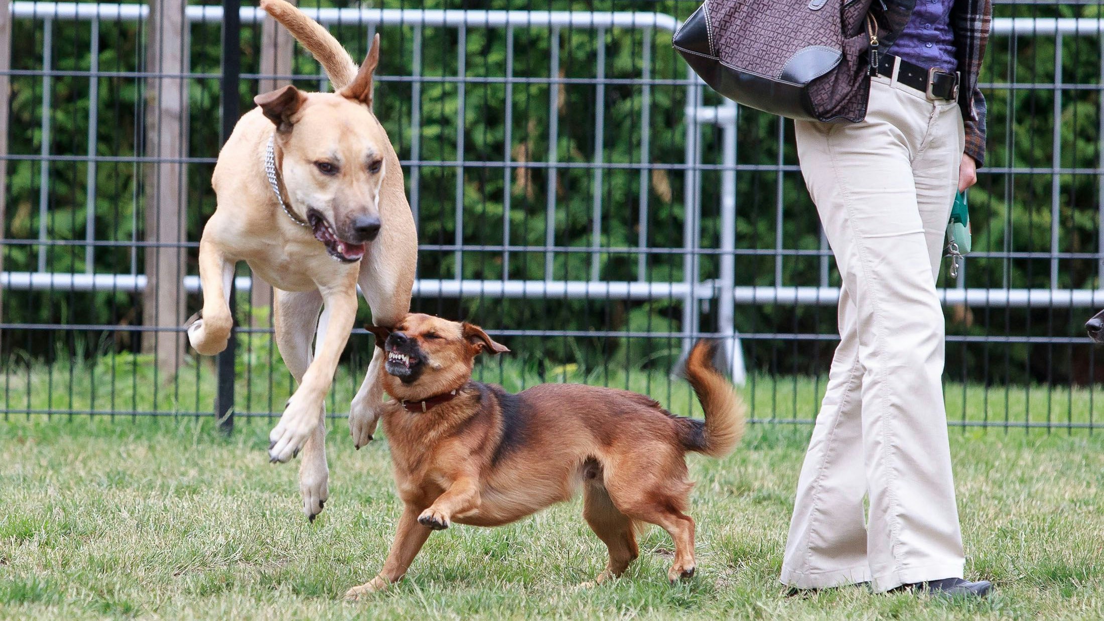 Sogar Hundebesitzer müssen in Wien mehr bezahlen. 
