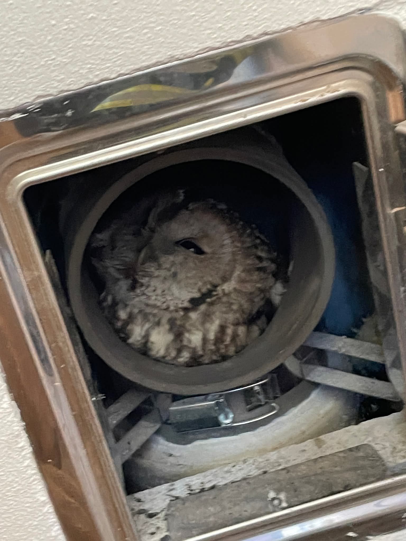 Heute.at - Feuerwehr befreite feststeckende Eule aus Kamin