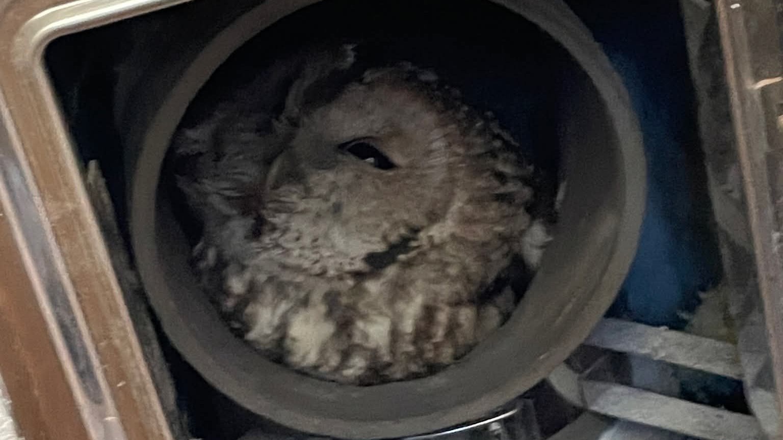 Heute.at - Feuerwehr befreite feststeckende Eule aus Kamin