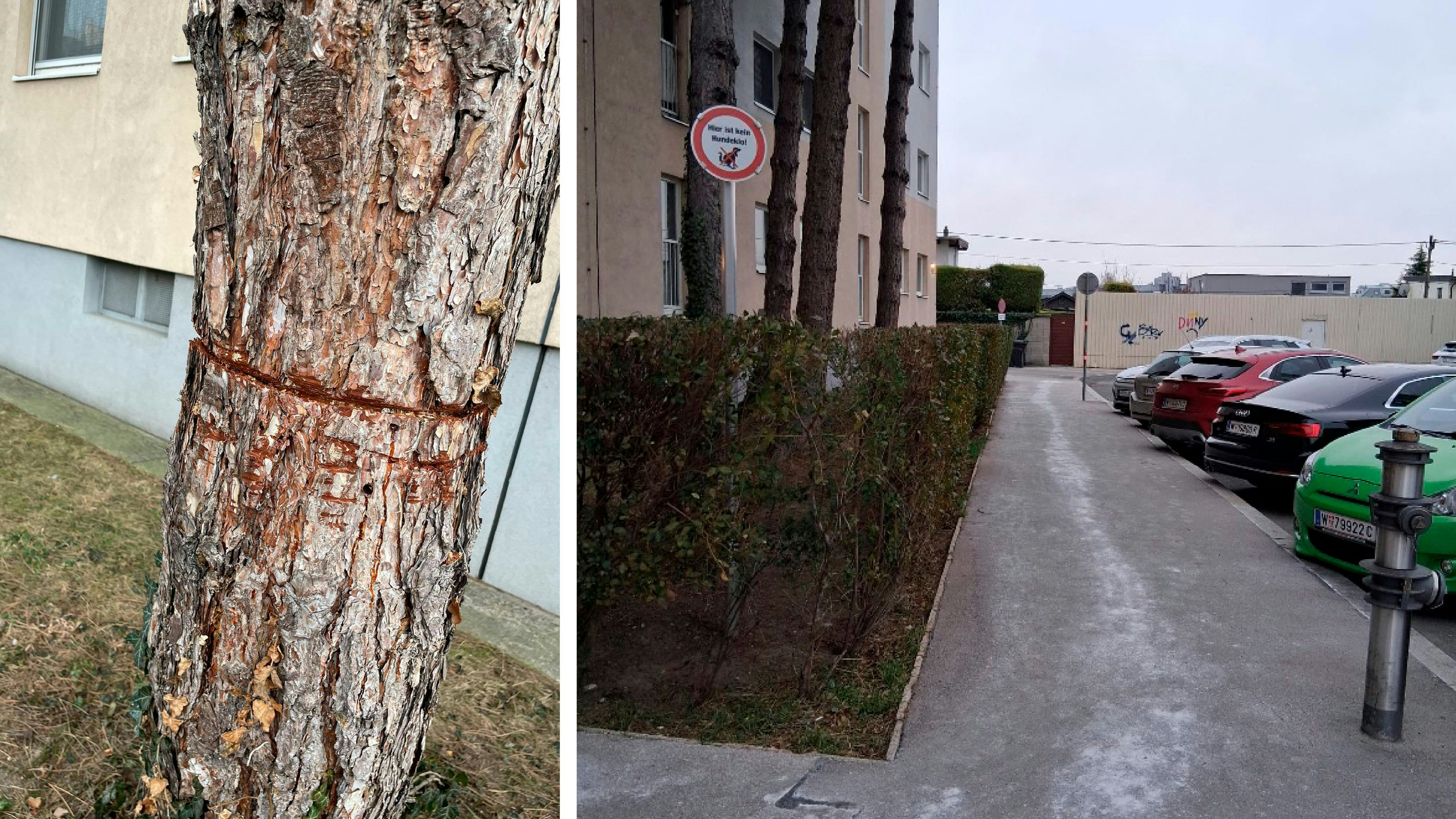 Heute.at - Anrainer in Angst – Unbekannter sägt drei Bäume an