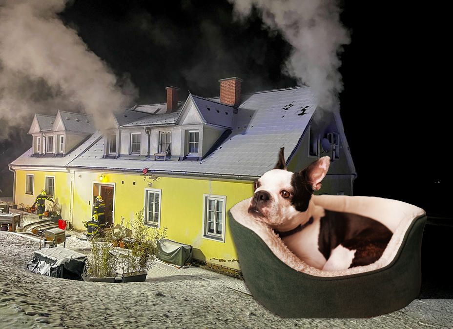 Heute.at - Hundebett zu nah an Heizung – Haus in Flammen