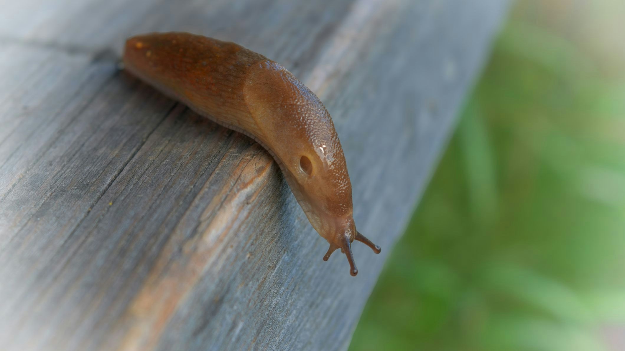 Heute.at - Diese exotischen Gäste sind gekommen, um zu bleiben