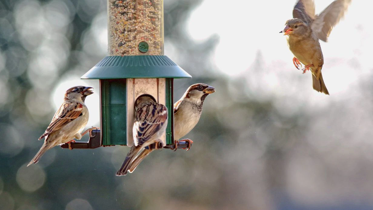 Achtung! Vogelfutter schmeckt nicht nur den Gefiederten