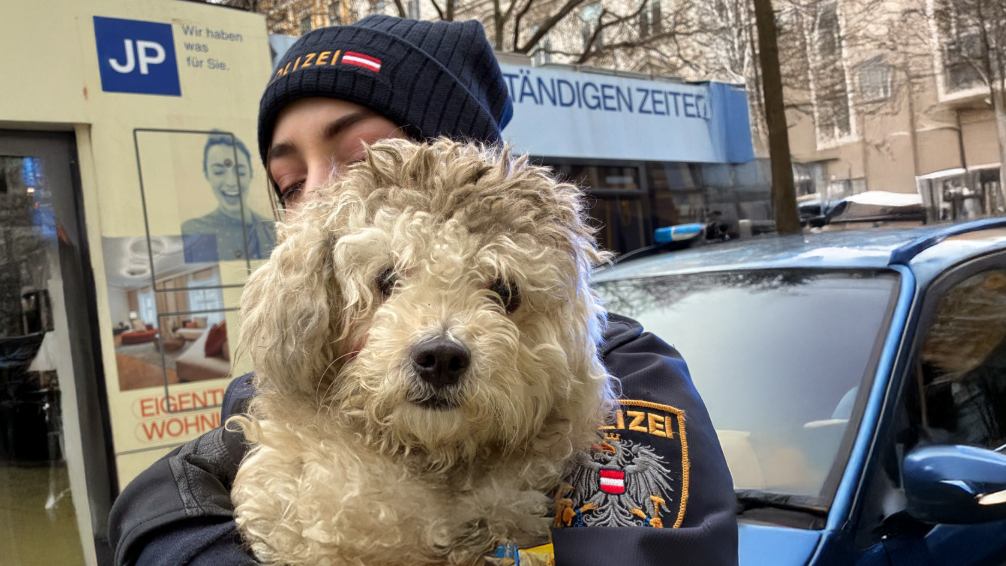 Heute.at - Tierische Rettung! Welpe Bello verkroch sich unter Bim