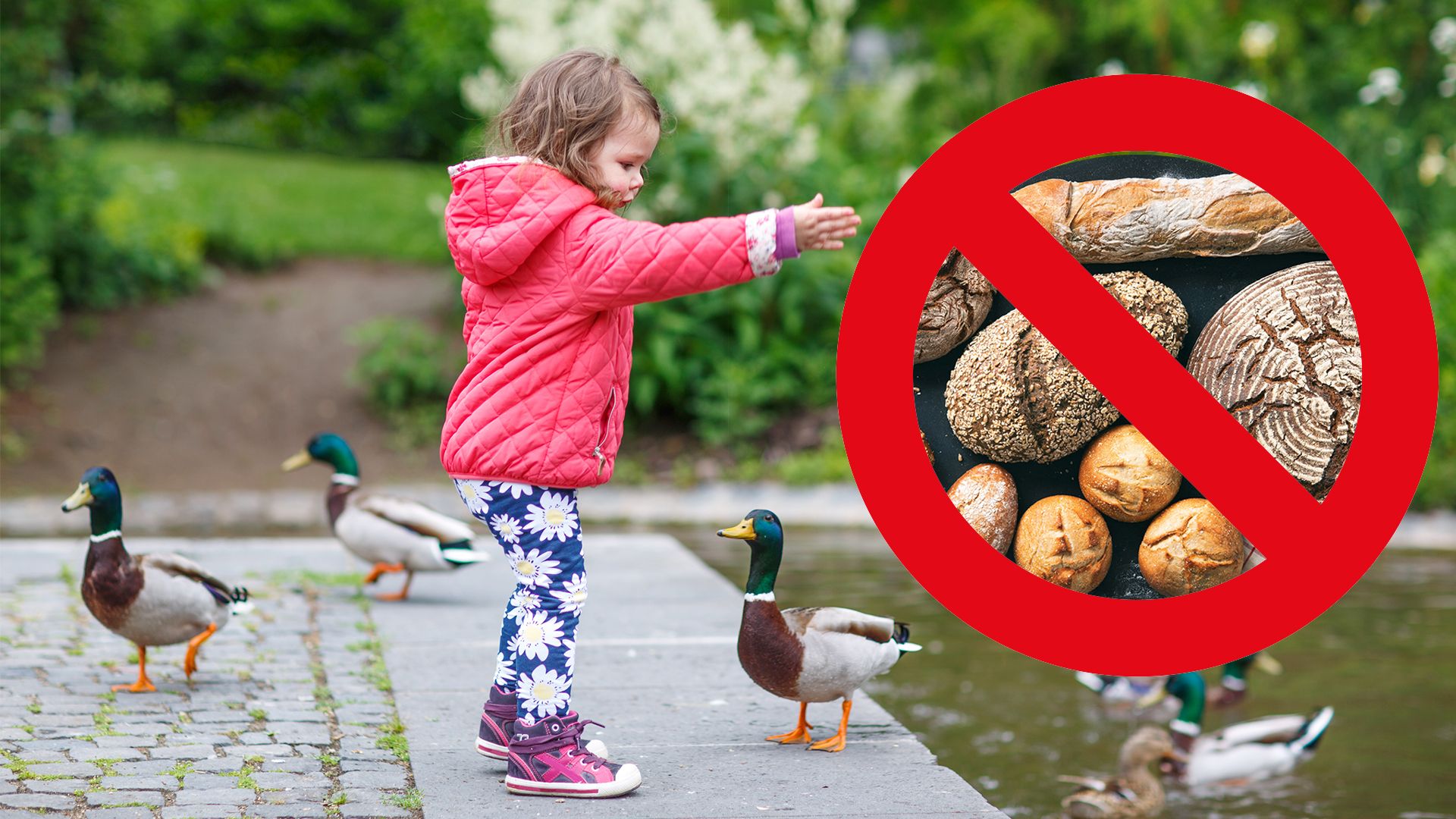 Heute.at - Kein Brot! Damit darfst du Enten und Schwäne füttern