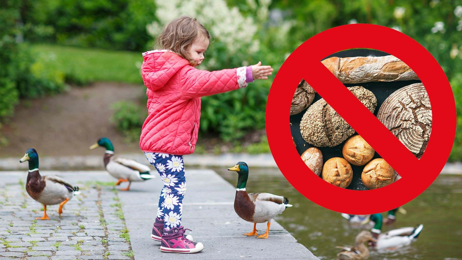 Heute.at - Kein Brot! Damit darfst du Enten und Schwäne füttern