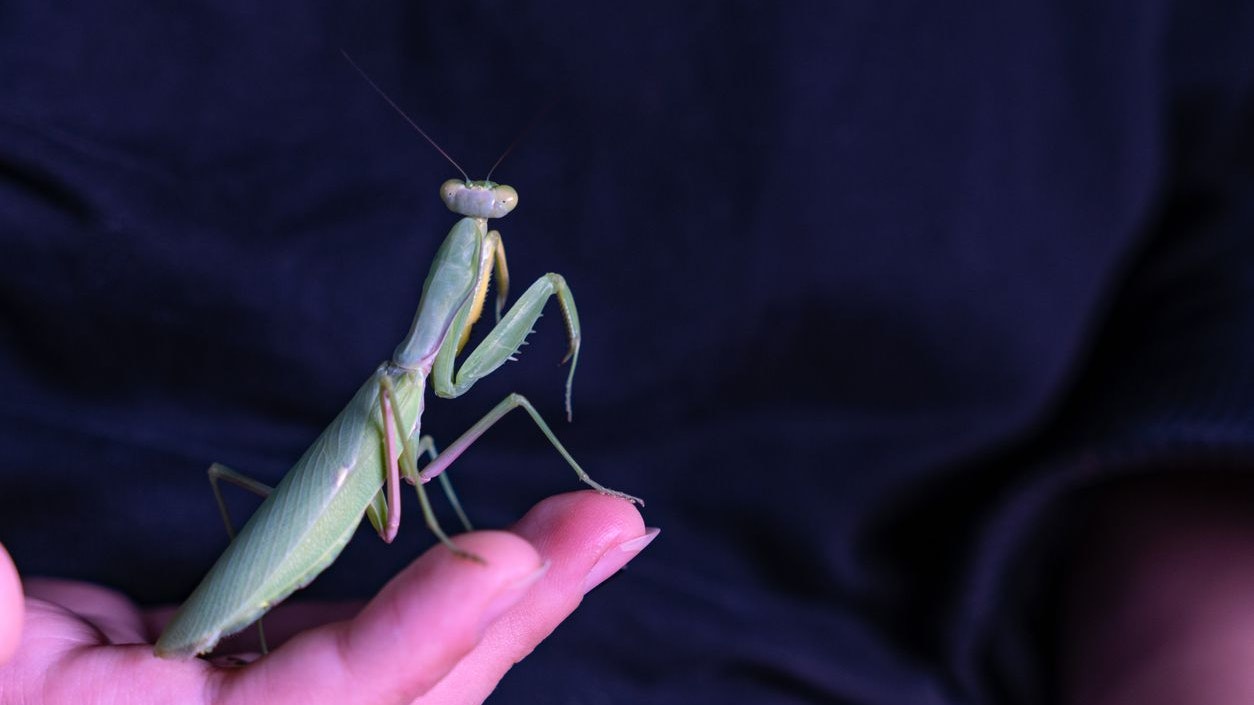 Diese besondere Gottesanbeterin ist eigentlich bei uns nicht heimisch. 