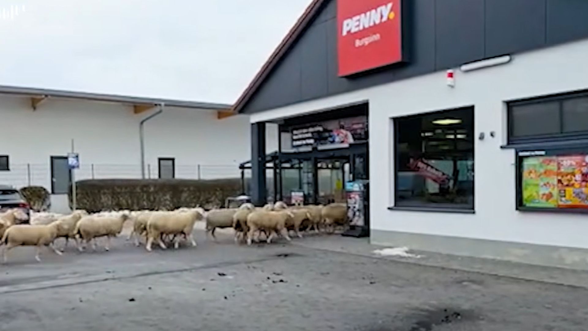 Heute.at - Ganze Schafherde steht plötzlich im Penny-Discounter