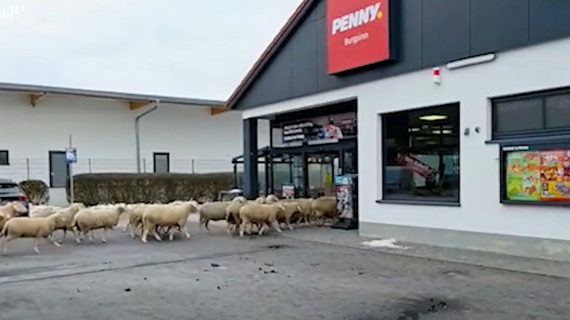 Heute.at - Ganze Schafherde steht plötzlich im Penny-Discounter