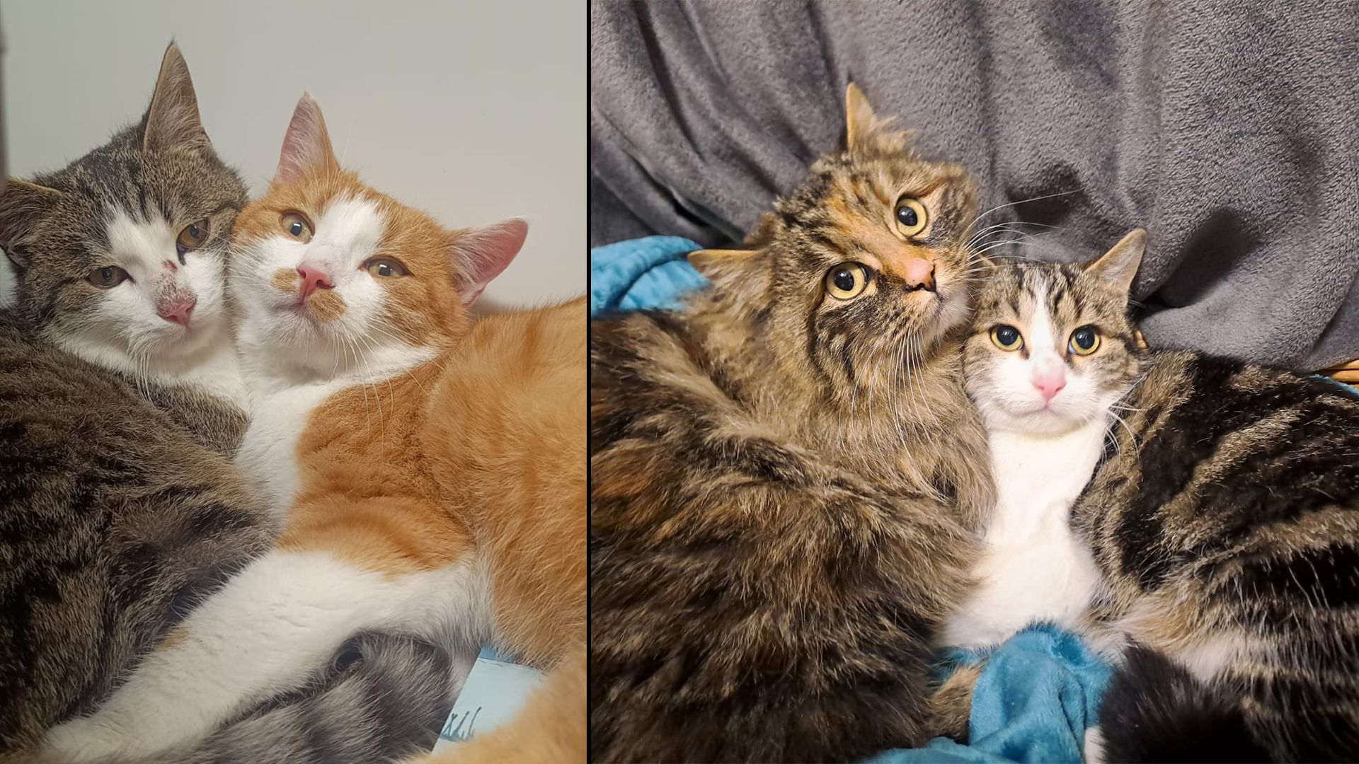 Heute.at - Ausgesetzte Alm-Frost-Katzen sind bereit für ein Heim