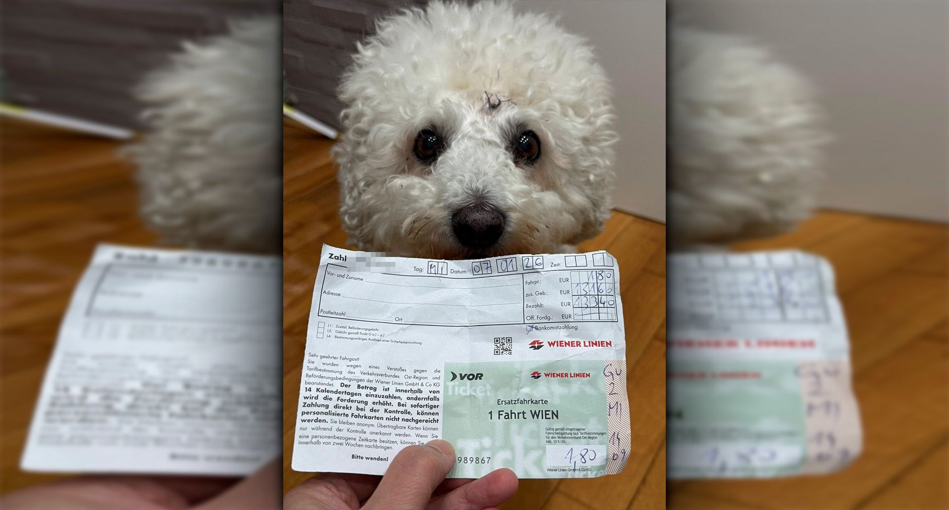 Heute.at - Weißer Hund fährt schwarz und kassiert direkt Strafe