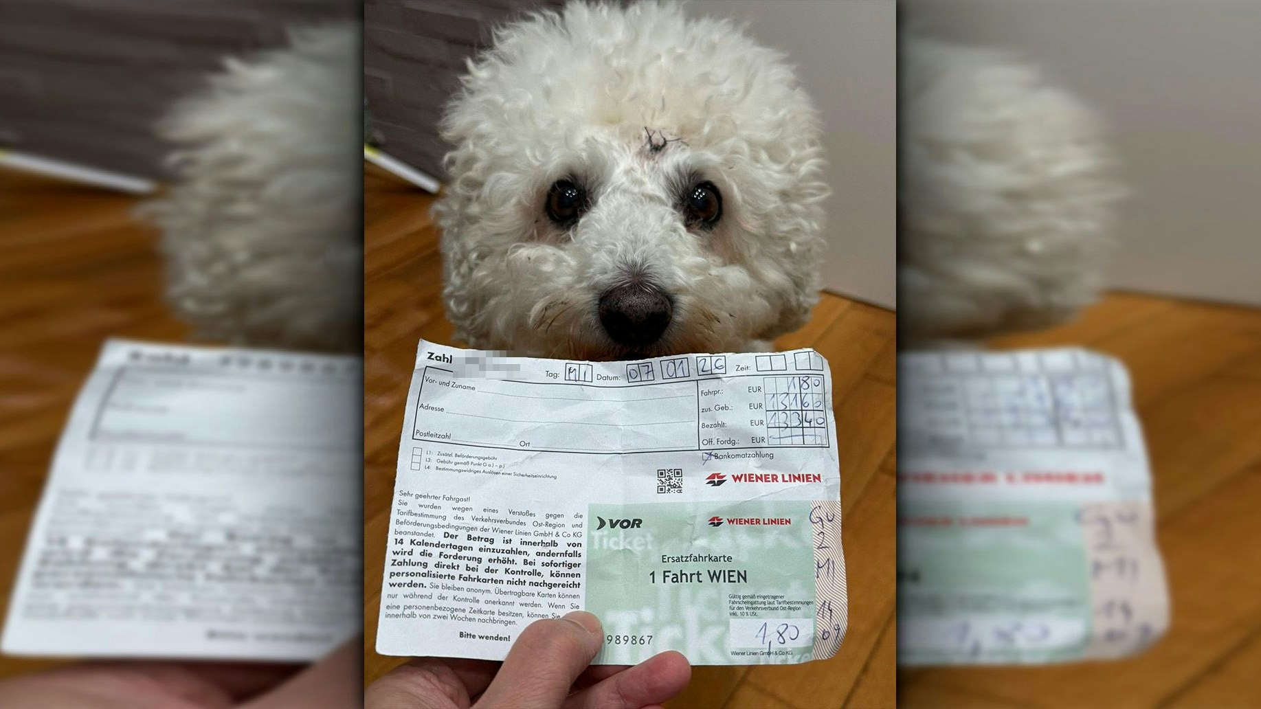 Heute.at - Weißer Hund fährt schwarz und kassiert direkt Strafe