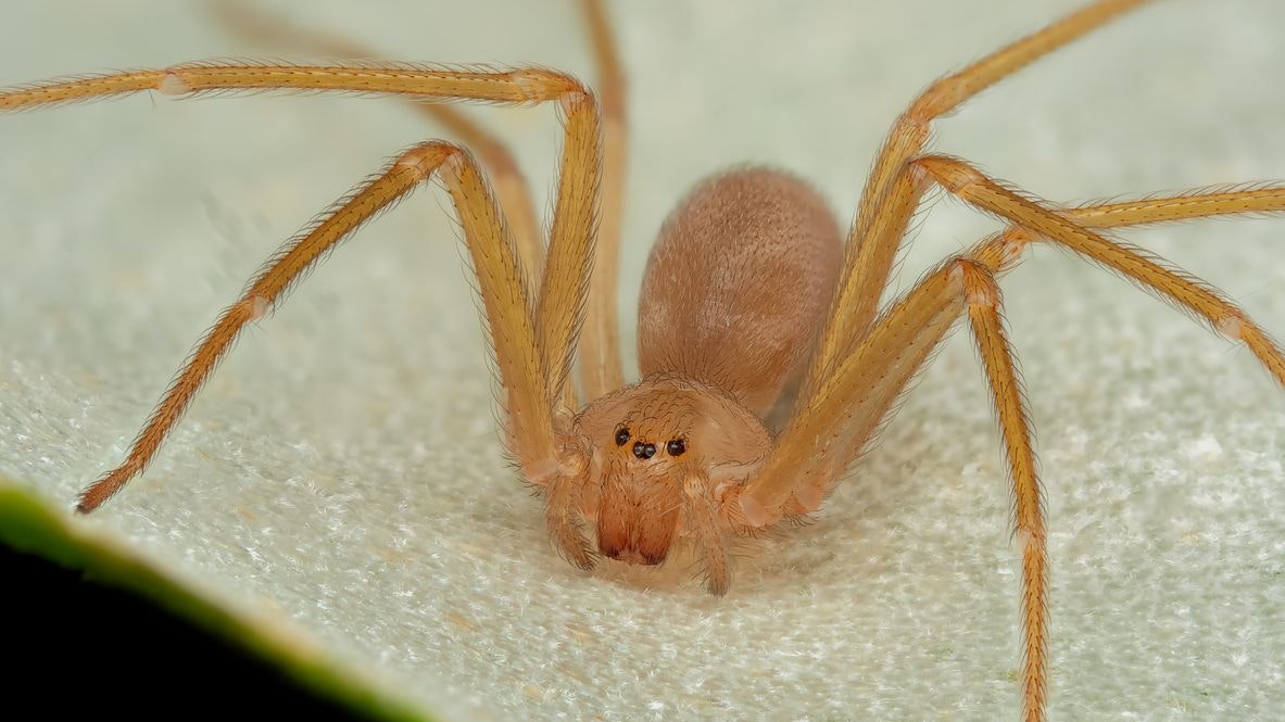 Heute.at - Experten warnen vor gefährlicher Spinne auf Balearen