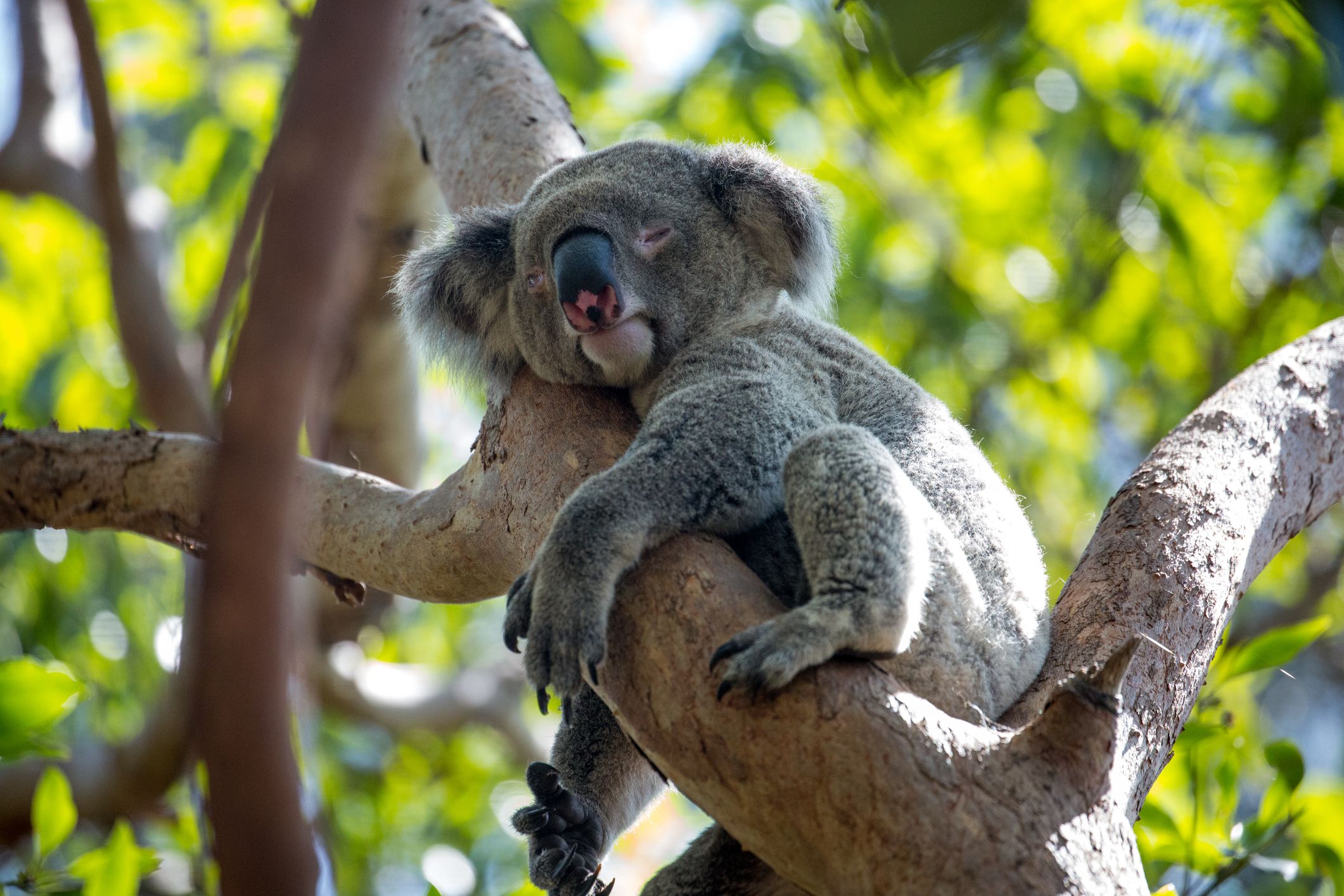 Heute.at - Gewusst? Deshalb schläft der Koala 20 Stunden am Tag