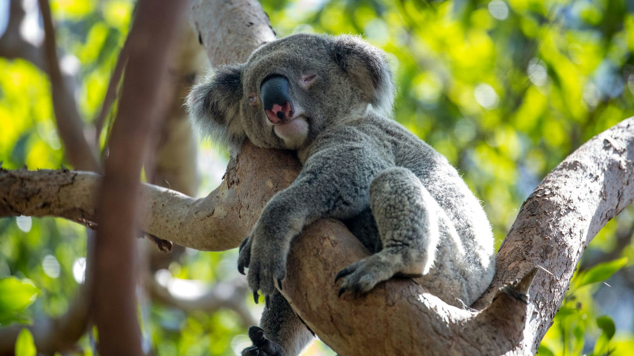 Heute.at - Gewusst? Deshalb schläft der Koala 20 Stunden am Tag