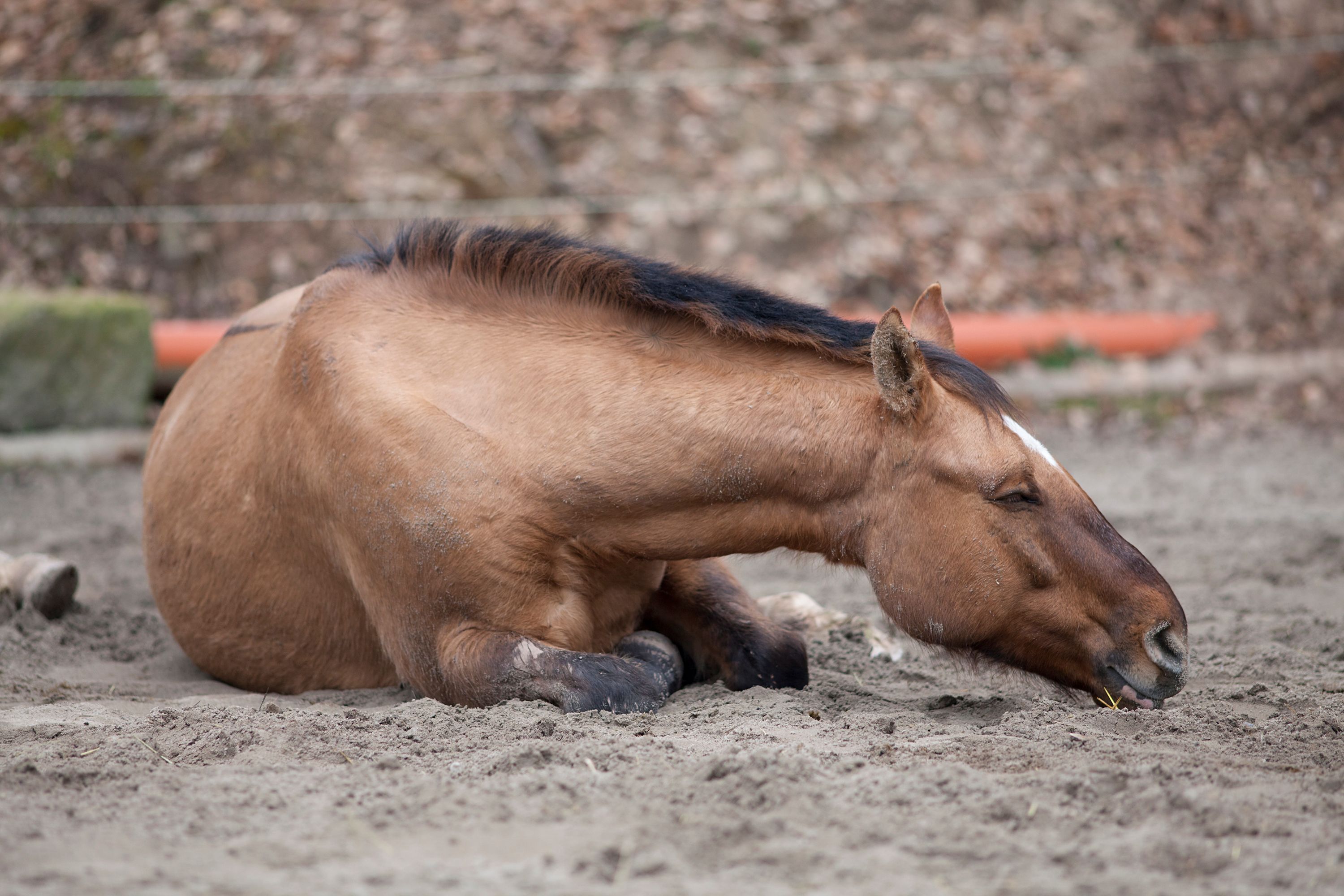 Heute.at - Pferd lag im Sterben – doch kein Tierarzt verfügbar