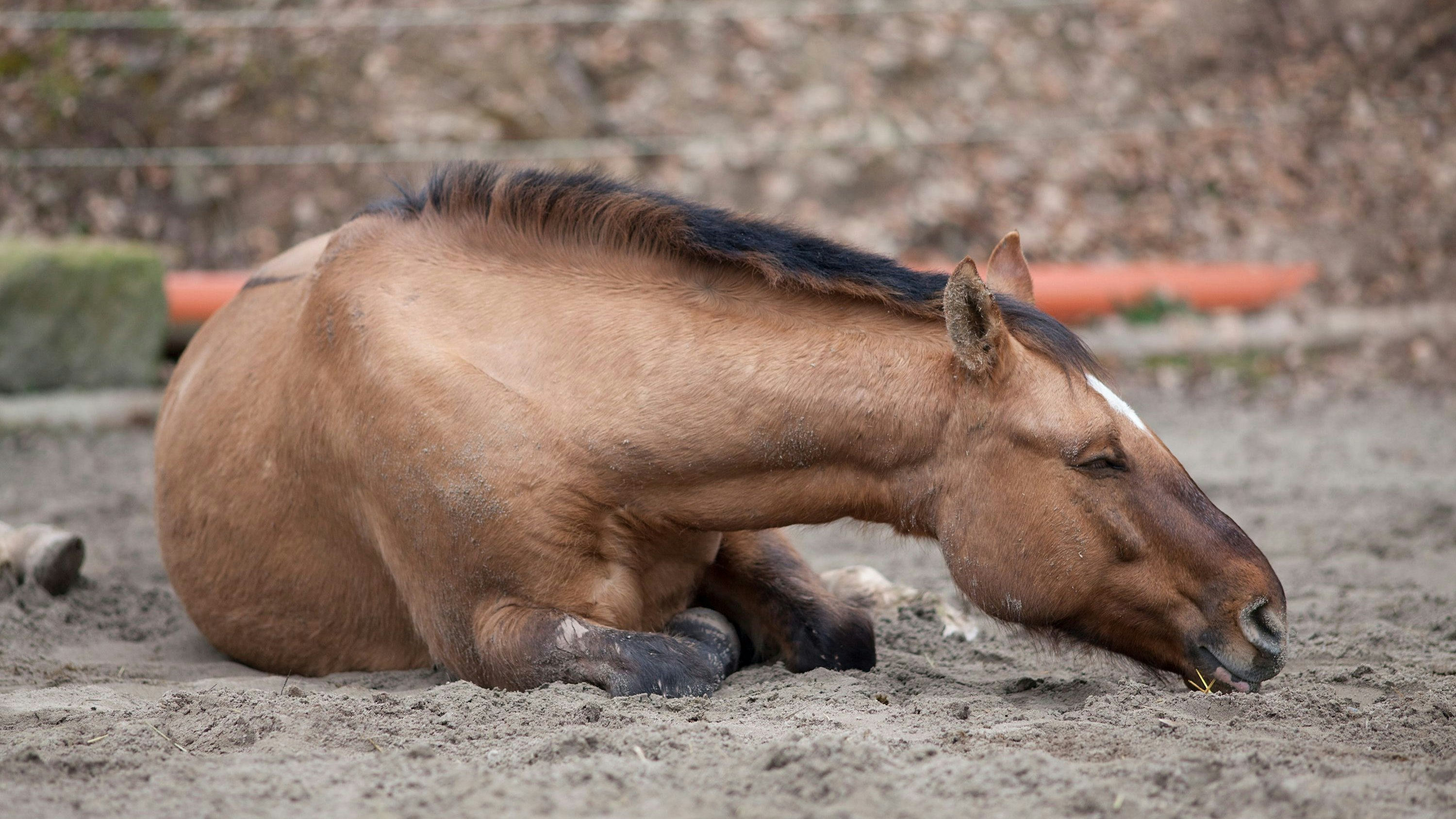 Heute.at - Pferd lag im Sterben – doch kein Tierarzt verfügbar