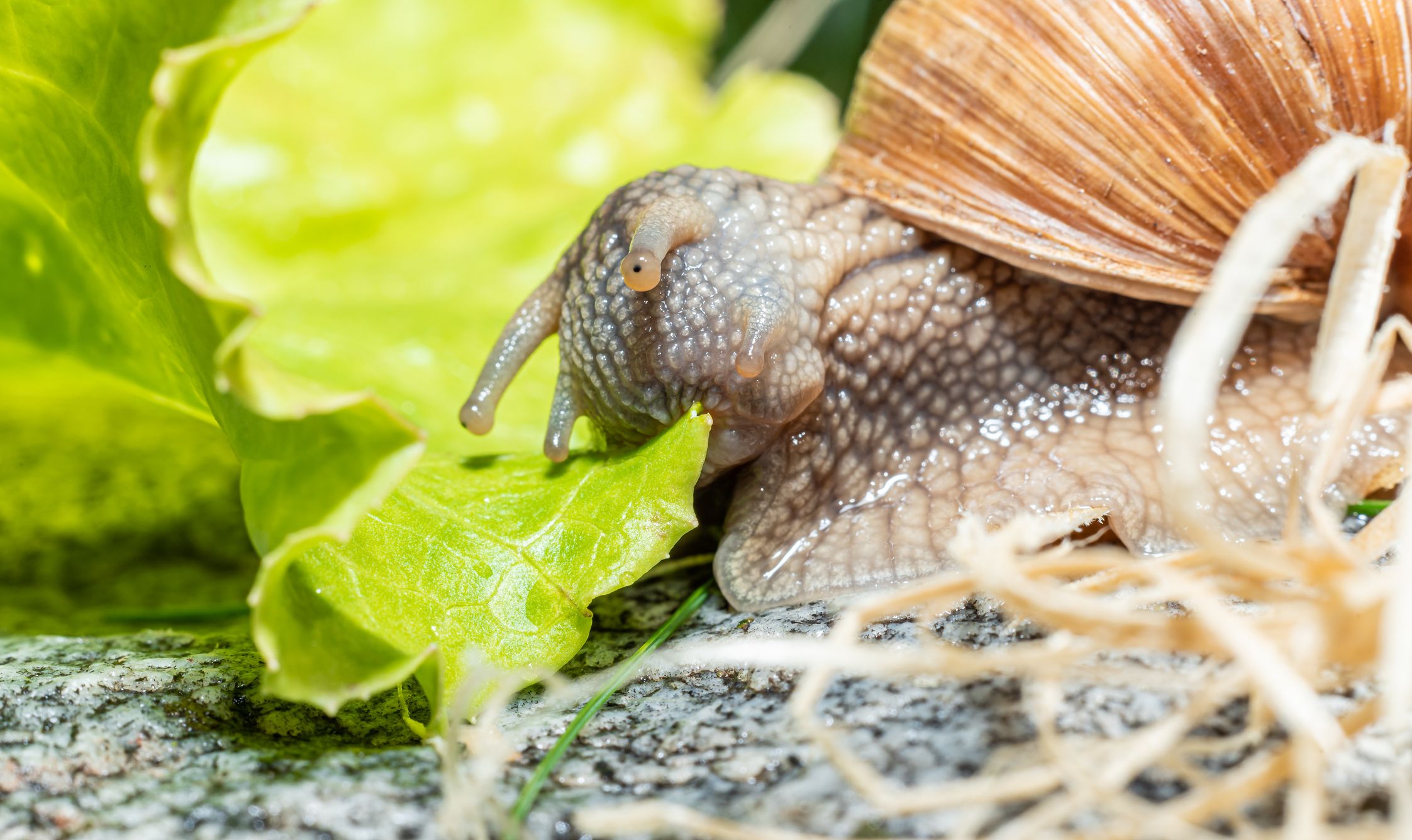 Heute.at - Gewusst? Dieses Tier hat tatsächlich 40.000 Zähne
