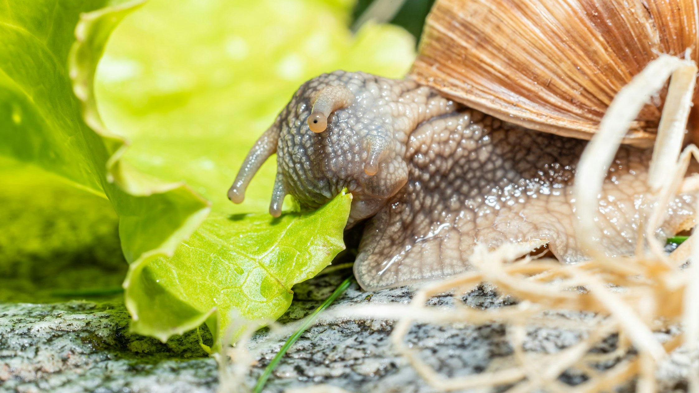 Heute.at - Gewusst? Dieses Tier hat tatsächlich 40.000 Zähne